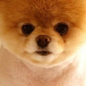 Meet your Posher, Loserfam